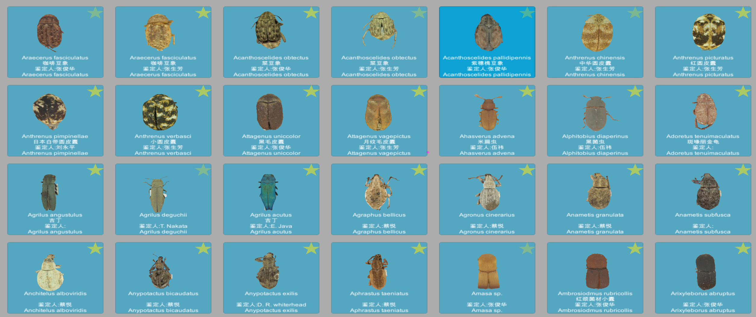 三维数字标本图鉴：网格排布多种甲虫标本，每张卡片标注拉丁学名、中文名与鉴定人信息